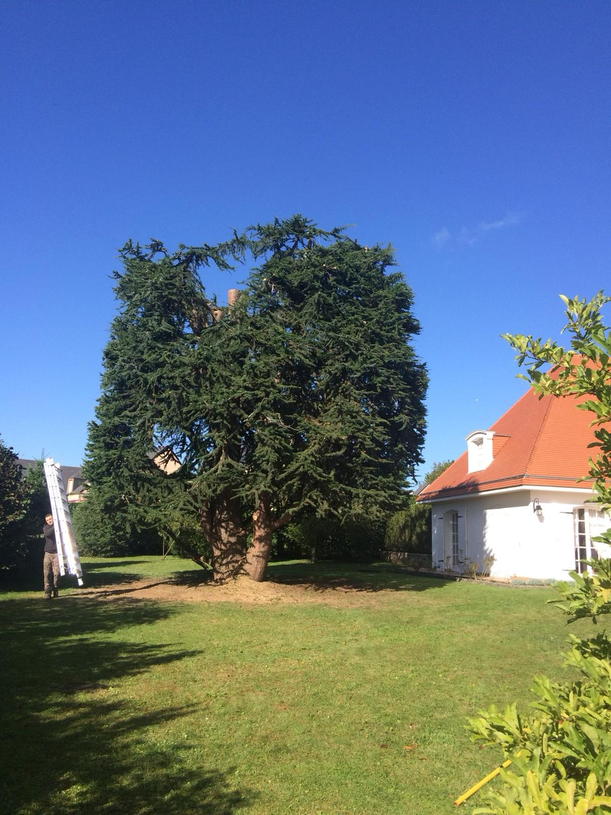 Arbre démonté après intervention d'abattage grande hauteur