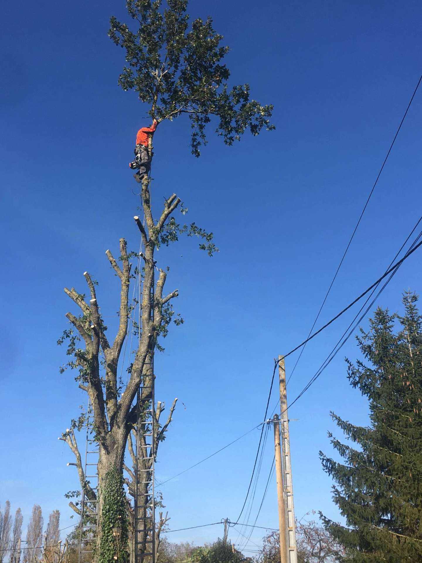 Élagueur grimpeur en démontage d'un grand chêne